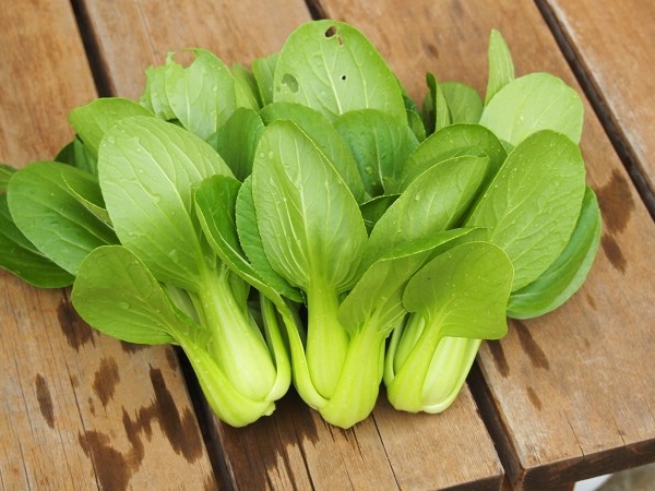 プランターでミニチンゲンサイを育てよう | プランターで野菜をつくってみよう！